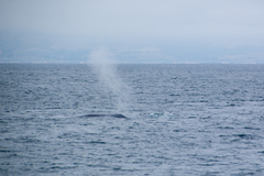 Balaenoptera musculus