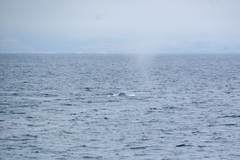 Balaenoptera musculus