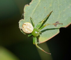 Australomisidia pilula