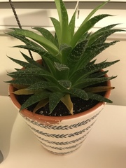 Aloe humilis