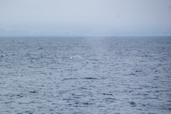 Balaenoptera musculus