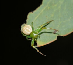 Australomisidia pilula