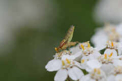 Meromyza