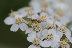 Meromyza