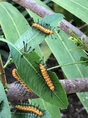 Lepidoptera