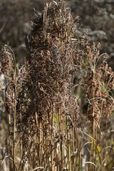 Scirpus cyperinus