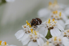 Anthrenus angustefasciatus