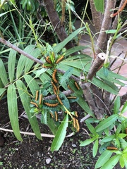 Lepidoptera