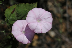 Convolvulus althaeoides