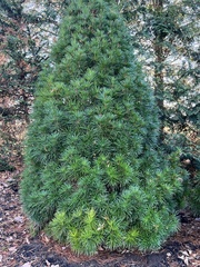 Sciadopitys verticillata