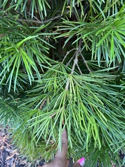 Sciadopitys verticillata