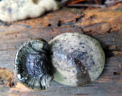 Daldinia childiae