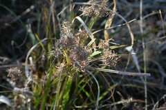 Cyperus strigosus