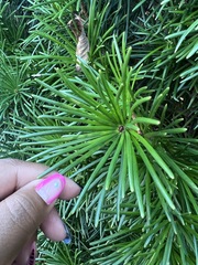 Sciadopitys verticillata