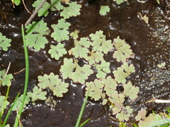 Azolla rubra