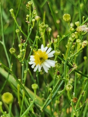 Chloracantha spinosa