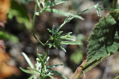 Convolvulus althaeoides