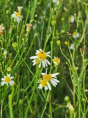 Chloracantha spinosa