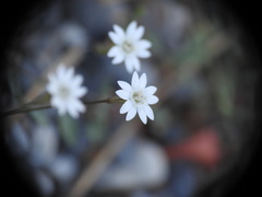 Silene pinetorum