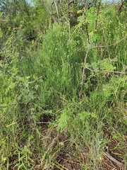 Chloracantha spinosa