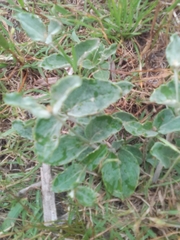 Pfaffia gnaphalioides