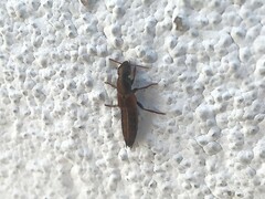 Ocypus sericeicollis