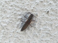 Ocypus sericeicollis