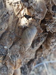 Plectostylus chilensis