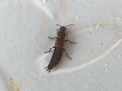 Ocypus sericeicollis