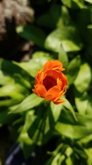 Calendula
