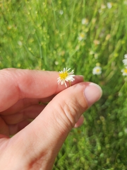Chloracantha spinosa