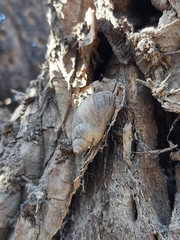 Plectostylus chilensis