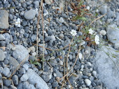 Silene pinetorum
