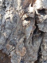 Plectostylus chilensis