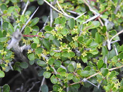 Rhamnus oleoides