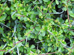 Rhamnus oleoides