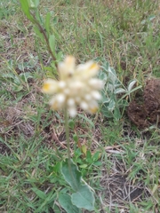 Pfaffia gnaphalioides