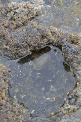 Sypharochiton pelliserpentis