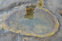 Sypharochiton pelliserpentis