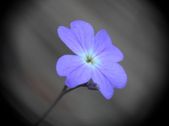 Ricotia cretica