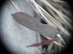 Ricotia cretica