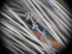 Ricotia cretica