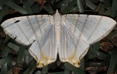 Phrygionis platinata