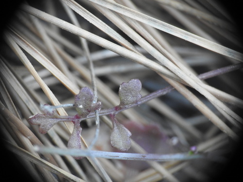 Image of Ricotia cretica by (c) Yves Bas, some rights reserved (CC BY)