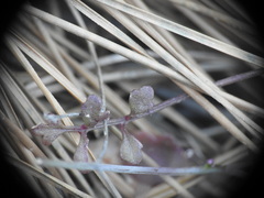 Ricotia cretica