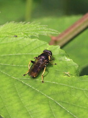 Xylota sylvarum
