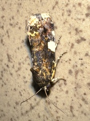 Noctuidae
