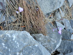 Ricotia cretica