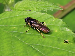 Xylota sylvarum