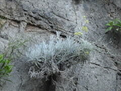 Helichrysum heldreichii